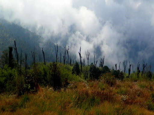 A lush sanctuary near Ravangla, perfect for birdwatching and hiking.