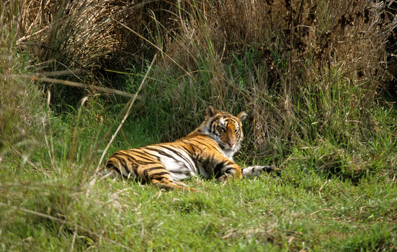 Scenic places to visit in Assam for quiet safaris