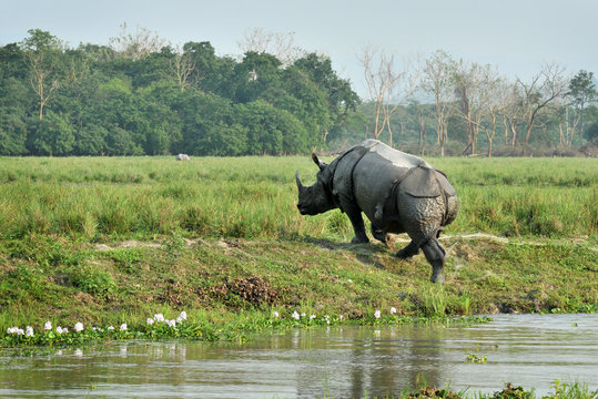 Compact places to visit in Assam for rhino spotting