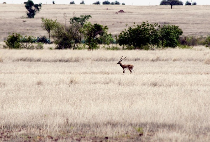 Rollapadu Wildlife Sanctuary, home to the endangered Great Indian Bustard.