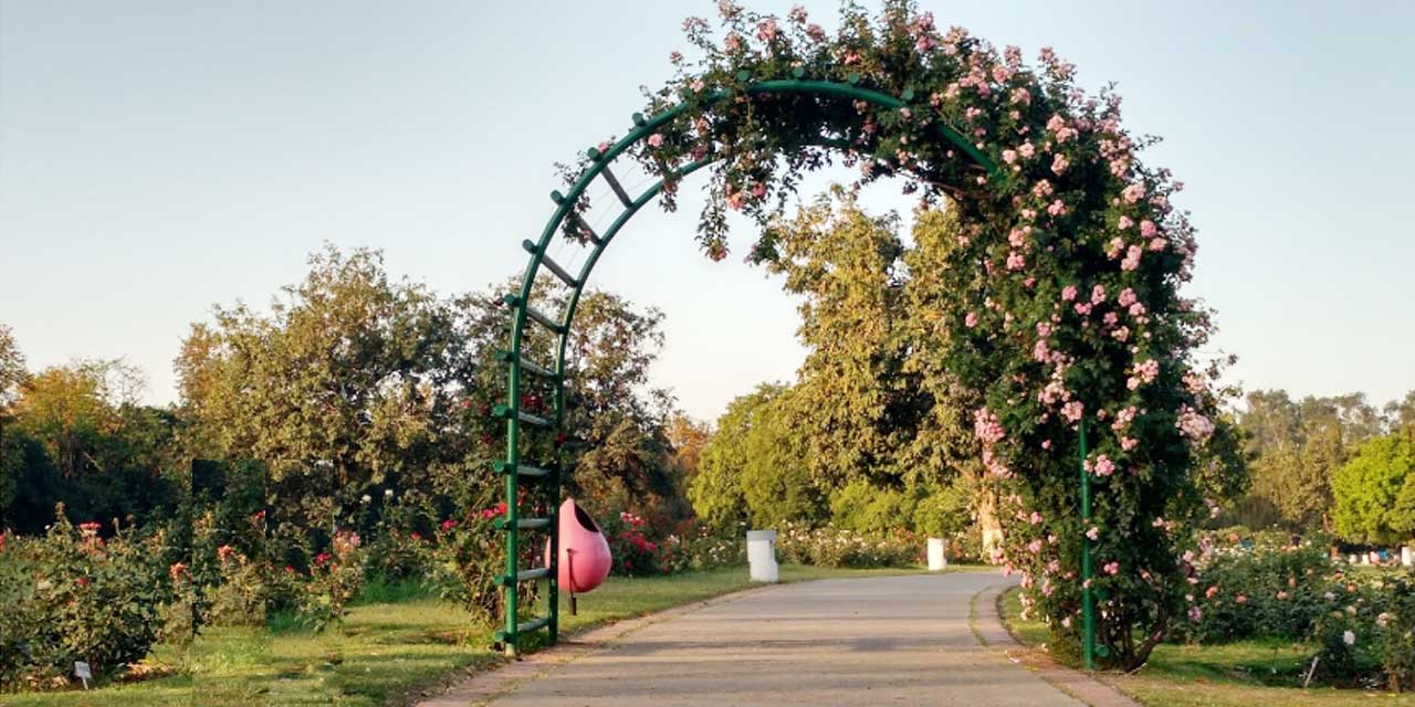 Blooming roses in the Zakir Hussain Rose Garden of Chandigarh.