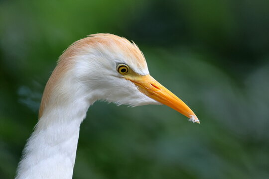 Diverse bird species at Shivrajpur wetlands sanctuary.