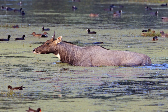 Birdwatching haven with 250+ species at this wildlife place to visit in Haryana