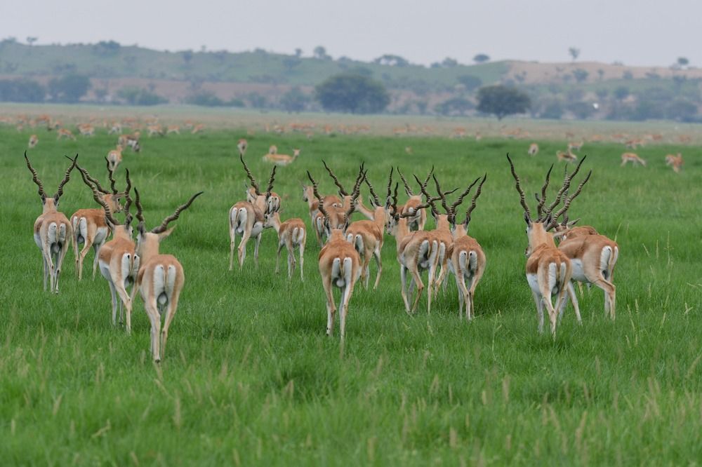 Blackbucks in Tal Chhapar, Rajasthan’s lesser-known wildlife sanctuary