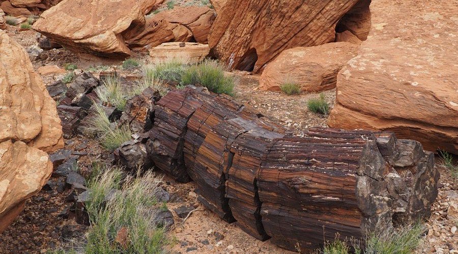 Ancient petrified trees at this unique Puducherry area attraction
