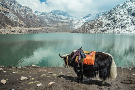Glacial Tsomgo Lake in Sikkim reflecting Himalayan skies, with yaks grazing nearby.