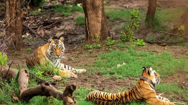 Wild among places to visit in Bihar, home to tigers and rich biodiversity.