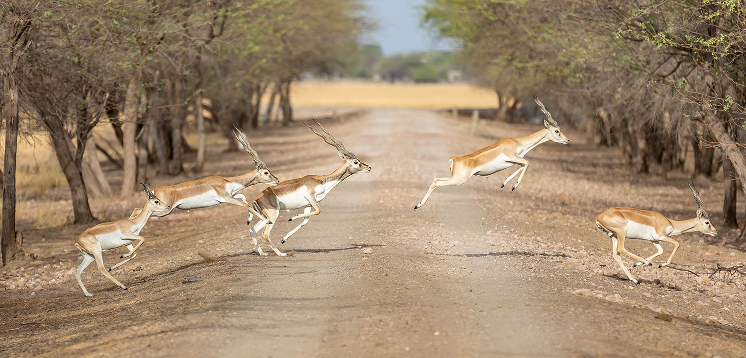 Blackbucks grazing at Velavadar National Park in Gujarat