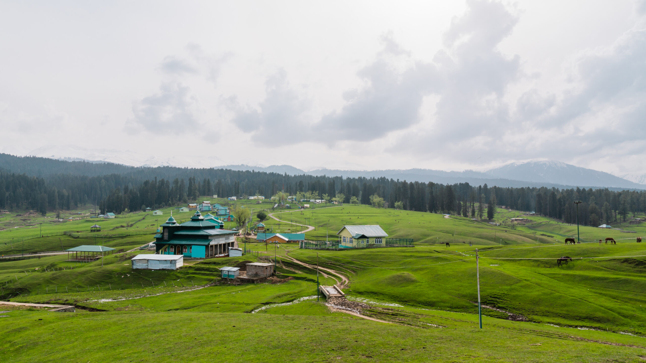 Pine-covered meadows in Yusmarg, Jammu and Kashmir