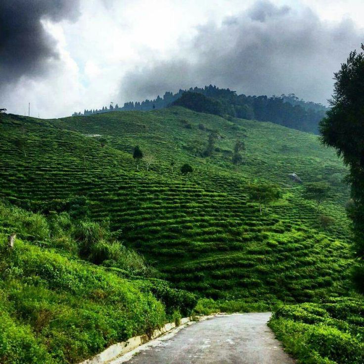 Explore lush tea estates like Happy Valley Tea Estate. Rock Garden and Ganga Maya Park – Beautiful picnic spots with waterfalls and gardens. Observatory Hill & Mahakal Temple – A spiritual spot with scenic surroundings. Chowrasta and Mall Road – The heart of Darjeeling for shopping and leisure walks. Do you want me to write this in a short paragraph form too? Ask ChatGPT You said: yes explain each point in short para ChatGPT said: Here’s a short paragraph with the major attractions of Darjeeling explained: Darjeeling offers many beautiful attractions that make it a popular hill station. Tiger Hill is famous for its stunning sunrise views over Mount Kanchenjunga and even glimpses of Mount Everest on clear days. The Darjeeling Himalayan Railway, or toy train, is a UNESCO World Heritage Site that takes visitors on a scenic ride through hills and tea gardens. Batasia Loop is a unique spiral railway track surrounded by a garden and a war memorial for soldiers. The Himalayan Mountaineering Institute is a museum and training center, perfect for adventure lovers. At Padmaja Naidu Himalayan Zoological Park, you can spot rare wildlife like red pandas and snow leopards. The peaceful Peace Pagoda stands tall, offering panoramic views of the mountains. A visit to the lush Darjeeling tea gardens, such as Happy Valley, gives you a glimpse into the tea-making process. Families often enjoy the Rock Garden and Ganga Maya Park, with waterfalls and picnic spots. For spiritual seekers, Observatory Hill and Mahakal Temple is a sacred site with scenic surroundings. Finally, Chowrasta and Mall Road are lively areas for shopping, cafes, and relaxing walks while soaking in the hill station’s charm. Would you like me to make it even shorter (5-6 lines) for quick reading or keep it detailed like above for a travel guide style? You said: About peace pagoda ChatGPT said: The Peace Pagoda in Darjeeling is a beautiful Buddhist stupa located on the slopes of the Jalapahar hills. Built under the guidance of Japanese monk Nichidatsu Fujii, it symbolizes peace and harmony among all communities. The white structure stands tall with golden Buddha statues depicting different postures like sitting, sleeping, and meditating. Surrounded by pine trees and offering panoramic views of Darjeeling town and the snow-capped Himalayas, it is a serene spot for meditation and quiet reflection. The calm atmosphere and breathtaking scenery make it one of the most peaceful and visited places in Darjeeling. Do you want me to make it even shorter for a school note or a bit more descriptive for a travel write-up? You said: Batasia loop ChatGPT said: The Batasia Loop is a unique spiral railway track located in Darjeeling, about 5 km from the town. It was built to help the toy train navigate the steep slopes of the hills. Surrounded by a beautifully landscaped garden, the loop offers stunning views of the snow-capped Himalayas, especially Mount Kanchenjunga. At the center of the garden lies a War Memorial dedicated to the Gorkha soldiers of Darjeeling who sacrificed their lives for the nation. The site is not only an engineering marvel but also a peaceful place where visitors can enjoy the fresh mountain air and panoramic scenery. Would you like me to make it shorter (2-3 lines) for easy notes? Explore lush tea estates like Happy Valley Tea Estate. Rock Garden and Ganga Maya Park – Beautiful picnic spots with waterfalls and gardens. Observatory Hill & Mahakal Temple – A spiritual spot with scenic surroundings. Chowrasta and Mall Road – The heart of Darjeeling for shopping and leisure walks. Do you want me to write this in a short paragraph form too? Ask ChatGPT You said: yes explain each point in short para ChatGPT said: Here’s a short paragraph with the major attractions of Darjeeling explained: Darjeeling offers many beautiful attractions that make it a popular hill station. Tiger Hill is famous for its stunning sunrise views over Mount Kanchenjunga and even glimpses of Mount Everest on clear days. The Darjeeling Himalayan Railway, or toy train, is a UNESCO World Heritage Site that takes visitors on a scenic ride through hills and tea gardens. Batasia Loop is a unique spiral railway track surrounded by a garden and a war memorial for soldiers. The Himalayan Mountaineering Institute is a museum and training center, perfect for adventure lovers. At Padmaja Naidu Himalayan Zoological Park, you can spot rare wildlife like red pandas and snow leopards. The peaceful Peace Pagoda stands tall, offering panoramic views of the mountains. A visit to the lush Darjeeling tea gardens, such as Happy Valley, gives you a glimpse into the tea-making process. Families often enjoy the Rock Garden and Ganga Maya Park, with waterfalls and picnic spots. For spiritual seekers, Observatory Hill and Mahakal Temple is a sacred site with scenic surroundings. Finally, Chowrasta and Mall Road are lively areas for shopping, cafes, and relaxing walks while soaking in the hill station’s charm. Would you like me to make it even shorter (5-6 lines) for quick reading or keep it detailed like above for a travel guide style? You said: About peace pagoda ChatGPT said: The Peace Pagoda in Darjeeling is a beautiful Buddhist stupa located on the slopes of the Jalapahar hills. Built under the guidance of Japanese monk Nichidatsu Fujii, it symbolizes peace and harmony among all communities. The white structure stands tall with golden Buddha statues depicting different postures like sitting, sleeping, and meditating. Surrounded by pine trees and offering panoramic views of Darjeeling town and the snow-capped Himalayas, it is a serene spot for meditation and quiet reflection. The calm atmosphere and breathtaking scenery make it one of the most peaceful and visited places in Darjeeling. Do you want me to make it even shorter for a school note or a bit more descriptive for a travel write-up? You said: Batasia loop ChatGPT said: The Batasia Loop is a unique spiral railway track located in Darjeeling, about 5 km from the town. It was built to help the toy train navigate the steep slopes of the hills. Surrounded by a beautifully landscaped garden, the loop offers stunning views of the snow-capped Himalayas, especially Mount Kanchenjunga. At the center of the garden lies a War Memorial dedicated to the Gorkha soldiers of Darjeeling who sacrificed their lives for the nation. The site is not only an engineering marvel but also a peaceful place where visitors can enjoy the fresh mountain air and panoramic scenery. Would you like me to make it shorter (2-3 lines) for easy notes? Explore lush tea estates like Happy Valley Tea Estate. Rock Garden and Ganga Maya Park – Beautiful picnic spots with waterfalls and gardens. Observatory Hill & Mahakal Temple – A spiritual spot with scenic surroundings. Chowrasta and Mall Road – The heart of Darjeeling for shopping and leisure walks. Do you want me to write this in a short paragraph form too? Ask ChatGPT You said: yes explain each point in short para ChatGPT said: Here’s a short paragraph with the major attractions of Darjeeling explained: Darjeeling offers many beautiful attractions that make it a popular hill station. Tiger Hill is famous for its stunning sunrise views over Mount Kanchenjunga and even glimpses of Mount Everest on clear days. The Darjeeling Himalayan Railway, or toy train, is a UNESCO World Heritage Site that takes visitors on a scenic ride through hills and tea gardens. Batasia Loop is a unique spiral railway track surrounded by a garden and a war memorial for soldiers. The Himalayan Mountaineering Institute is a museum and training center, perfect for adventure lovers. At Padmaja Naidu Himalayan Zoological Park, you can spot rare wildlife like red pandas and snow leopards. The peaceful Peace Pagoda stands tall, offering panoramic views of the mountains. A visit to the lush Darjeeling tea gardens, such as Happy Valley, gives you a glimpse into the tea-making process. Families often enjoy the Rock Garden and Ganga Maya Park, with waterfalls and picnic spots. For spiritual seekers, Observatory Hill and Mahakal Temple is a sacred site with scenic surroundings. Finally, Chowrasta and Mall Road are lively areas for shopping, cafes, and relaxing walks while soaking in the hill station’s charm. Would you like me to make it even shorter (5-6 lines) for quick reading or keep it detailed like above for a travel guide style? You said: About peace pagoda ChatGPT said: The Peace Pagoda in Darjeeling is a beautiful Buddhist stupa located on the slopes of the Jalapahar hills. Built under the guidance of Japanese monk Nichidatsu Fujii, it symbolizes peace and harmony among all communities. The white structure stands tall with golden Buddha statues depicting different postures like sitting, sleeping, and meditating. Surrounded by pine trees and offering panoramic views of Darjeeling town and the snow-capped Himalayas, it is a serene spot for meditation and quiet reflection. The calm atmosphere and breathtaking scenery make it one of the most peaceful and visited places in Darjeeling. Do you want me to make it even shorter for a school note or a bit more descriptive for a travel write-up? You said: Batasia loop ChatGPT said: The Batasia Loop is a unique spiral railway track located in Darjeeling, about 5 km from the town. It was built to help the toy train navigate the steep slopes of the hills. Surrounded by a beautifully landscaped garden, the loop offers stunning views of the snow-capped Himalayas, especially Mount Kanchenjunga. At the center of the garden lies a War Memorial dedicated to the Gorkha soldiers of Darjeeling who sacrificed their lives for the nation. The site is not only an engineering marvel but also a peaceful place where visitors can enjoy the fresh mountain air and panoramic scenery. Would you like me to make it shorter (2-3 lines) for easy notes? Explore lush tea estates like Happy Valley Tea Estate.