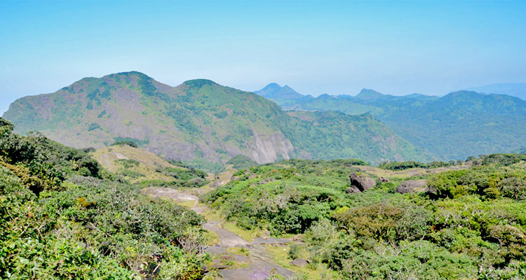 City Page Thiruvananthapuram: Biodiverse trekking trails in Agasthyakoodam’s Western Ghats.