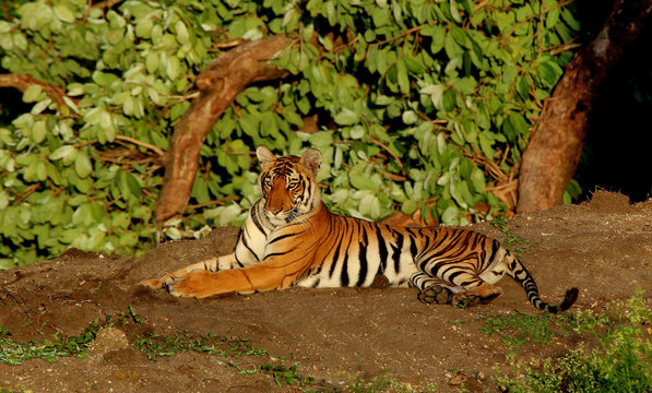 A premier tiger reserve with rich flora and fauna