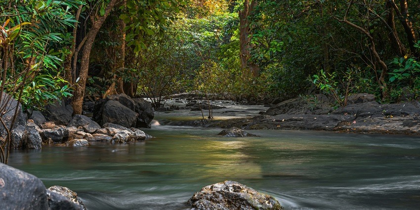 Spot wildlife at Betla National Park, a premier destination on City Page Ranchi.