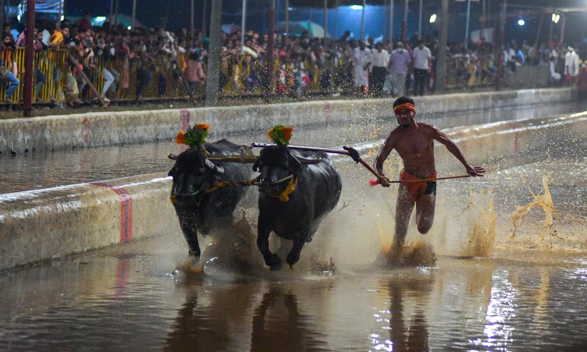 Witness the traditional buffalo race (Kambala) during the season.