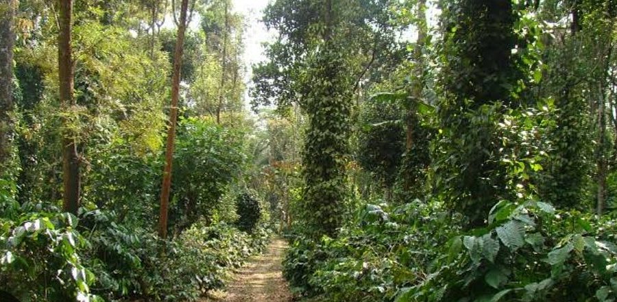 Coorg City Page follows visitors walking aromatic coffee plantations
