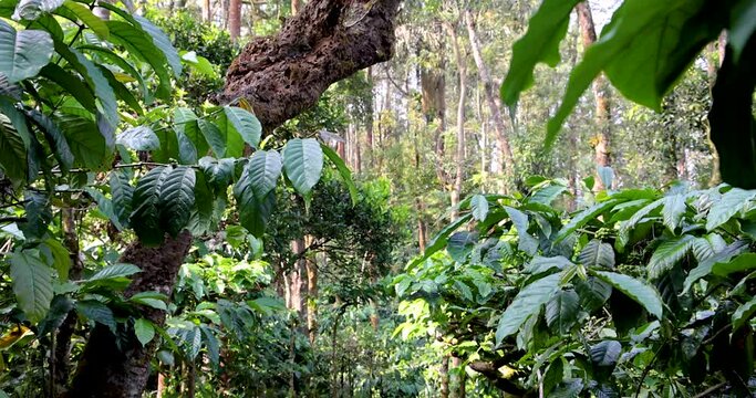Coffee Plantations, a must-visit in Coorg for aromatic estate tours.