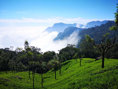 Tea estates and valleys of Coonoor, a serene escape near Ooty City Page.