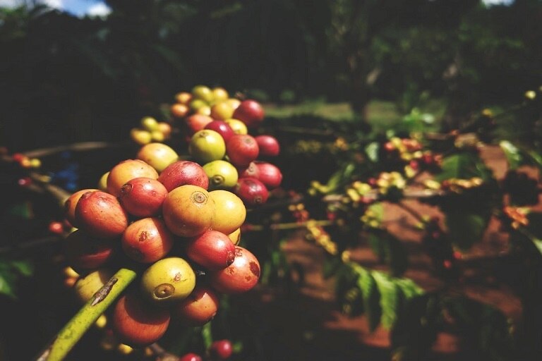 Fresh Coorg coffee beans and black pepper on wooden tray