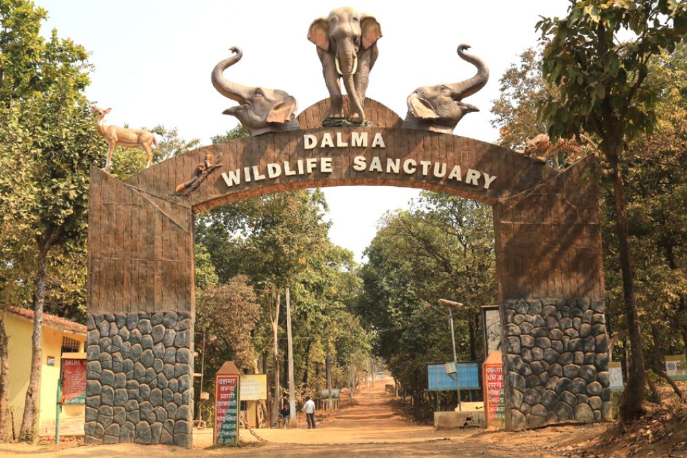 Elephant herd walking through forest trails