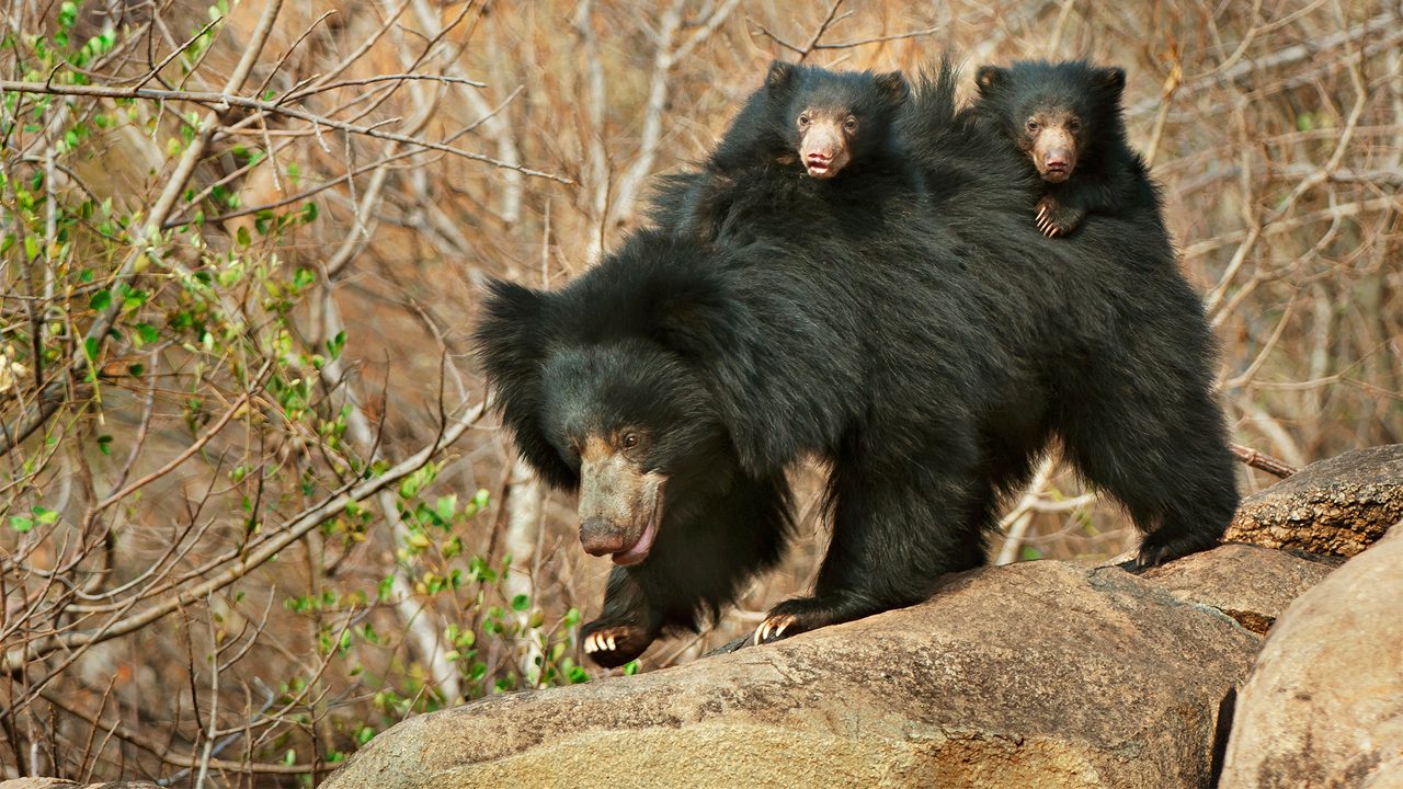 Indian sloth bear at Daroji Bear Sanctuary near Hampi