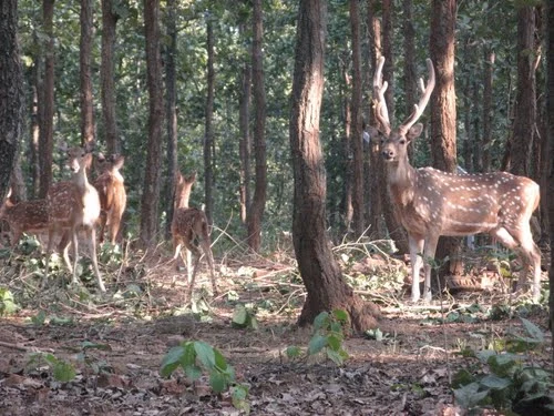 Deer Park Ranchi, among peaceful nature places to visit in city