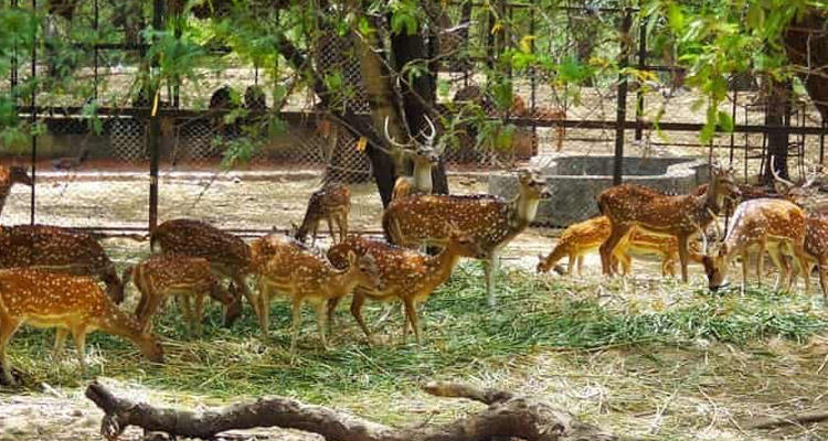 A family-friendly place to visit in Ooty, where kids can spot deer and peacocks up close.