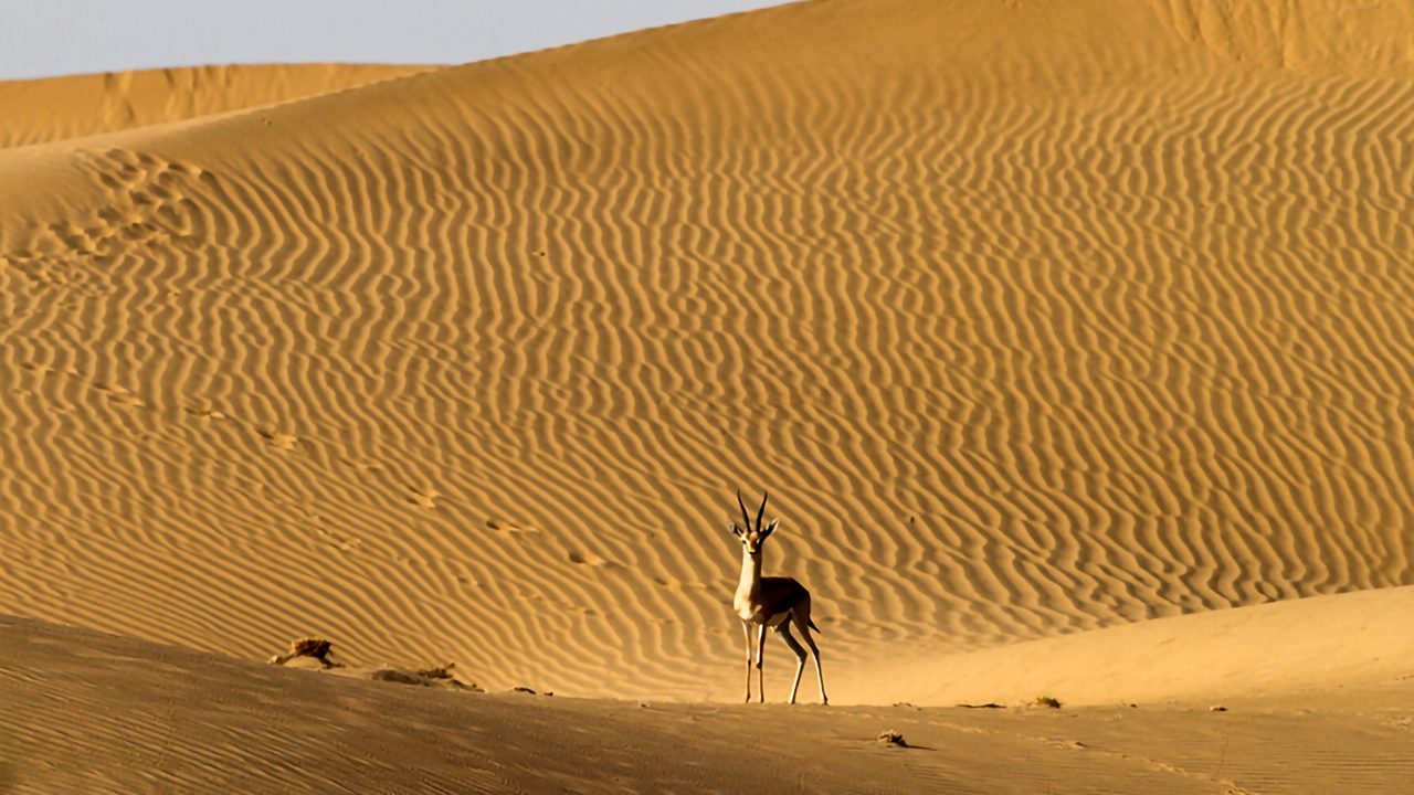 Wildlife sighting at Desert National Park near Jaisalmer