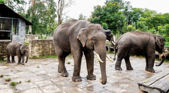Dubare Elephant Camp, a unique place to visit in Coorg for elephant interactions.