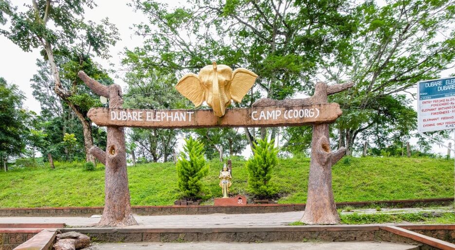 Coorg City Page captures tourists bathing elephants at Dubare's riverside camp