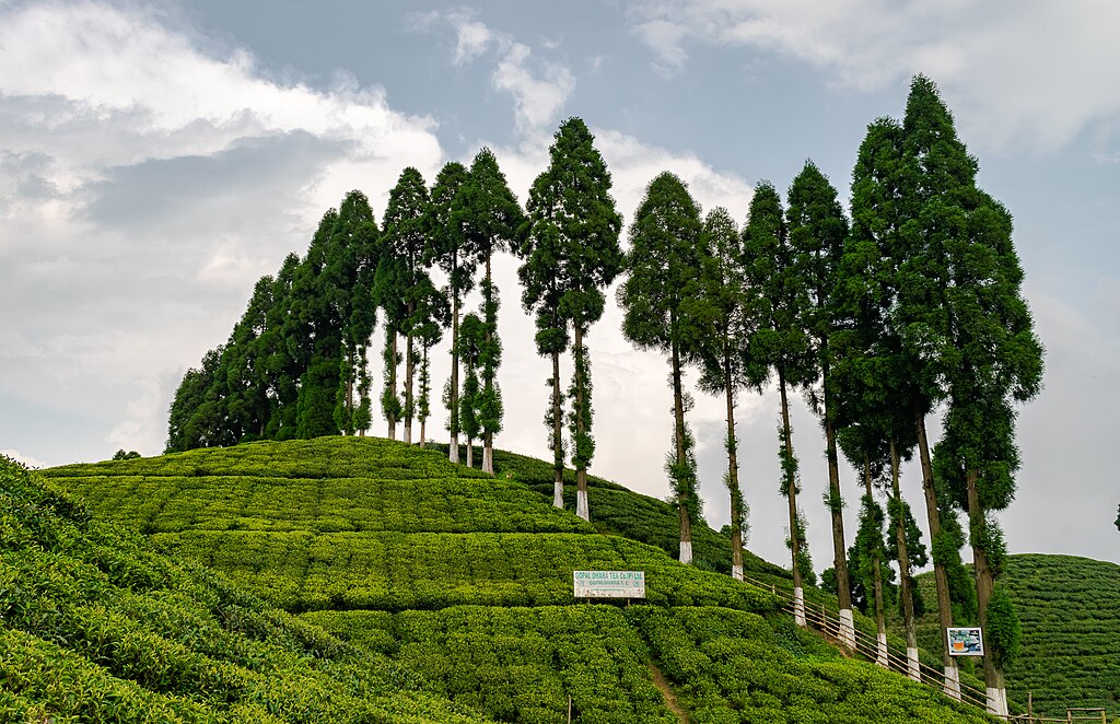 A beautiful area filled with tea garden