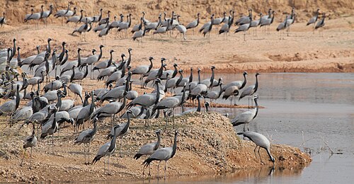 Migratory Demoiselle cranes at Khichan near Jodhpur.