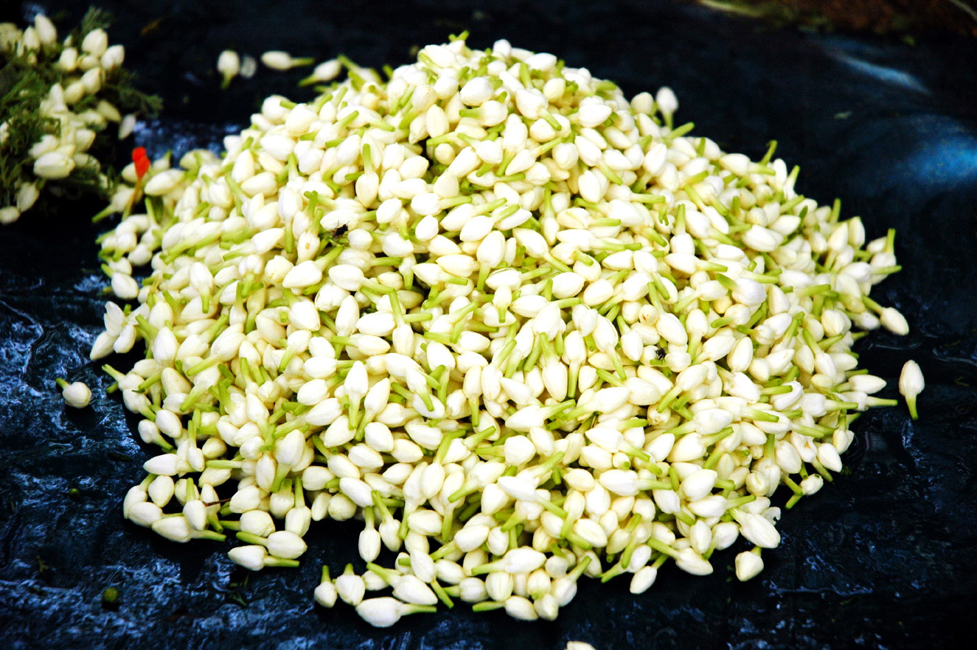 Fresh Madurai jasmine flowers in market basket