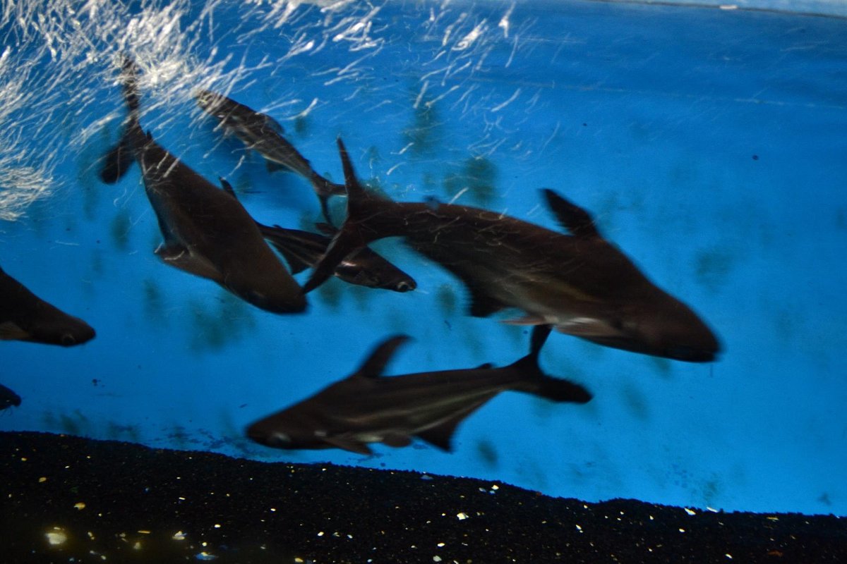 Hidden gem in Visakhapatnam: Colorful marine life exhibits at Matsyadarshini Aquarium near RK Beach.