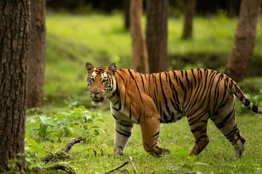 Nagarahole National Park, a wildlife paradise near Coorg.