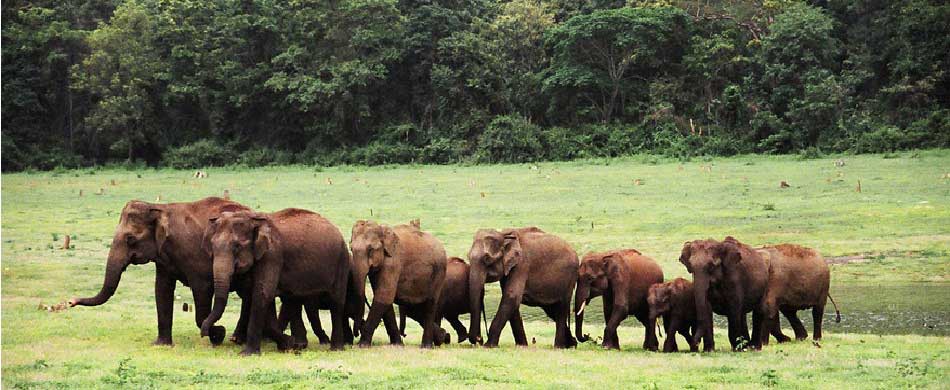 Coorg City Page documents wild elephants on Nagarahole safaris