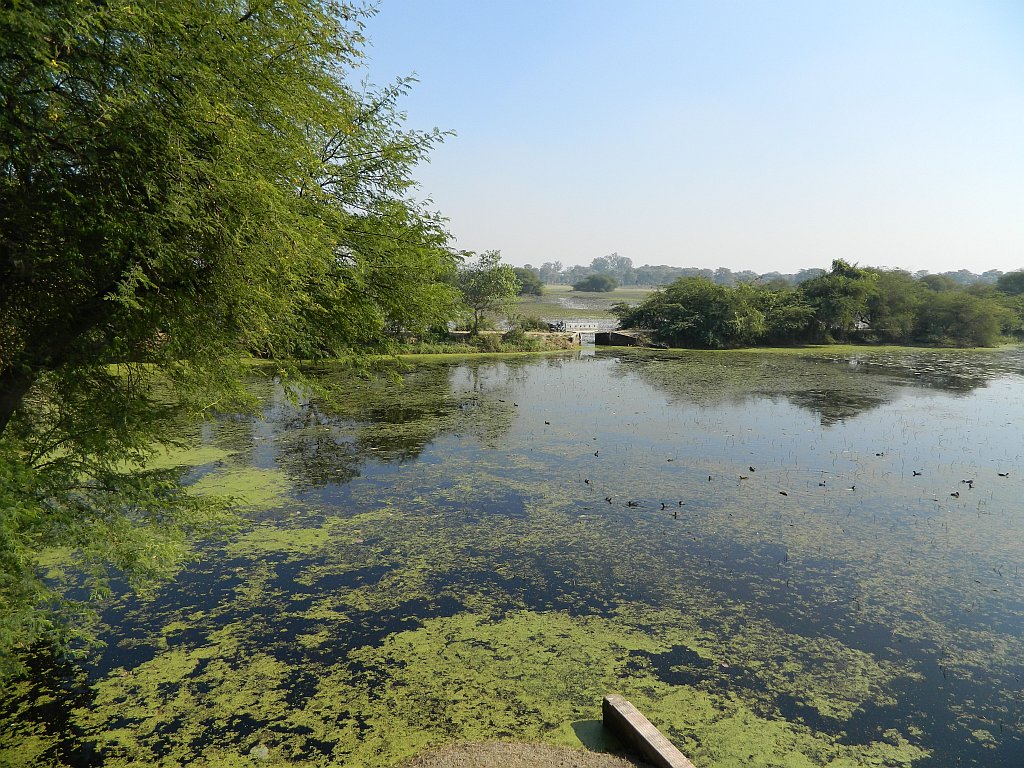 Nawabganj Bird Sanctuary near Lucknow is ideal for nature lovers.