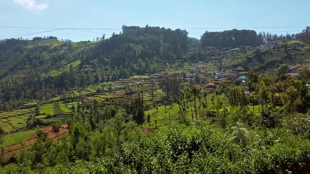 A dreamy forest with towering pine trees, often featured in films and photoshoots