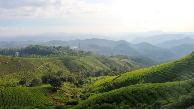 City Page Thiruvananthapuram: Misty hills and tea estates in Thiruvananthapuram’s picturesque hill stations.