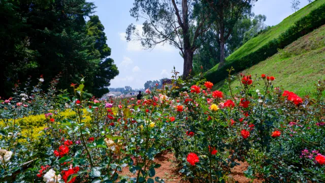 A highlight of places to visit in Ooty, this garden features thousands of colorful rose varieties.