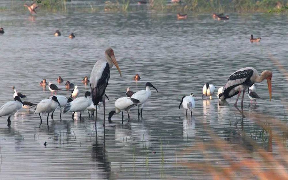 Migratory birds at Sultanpur Bird Sanctuary near Gurugram