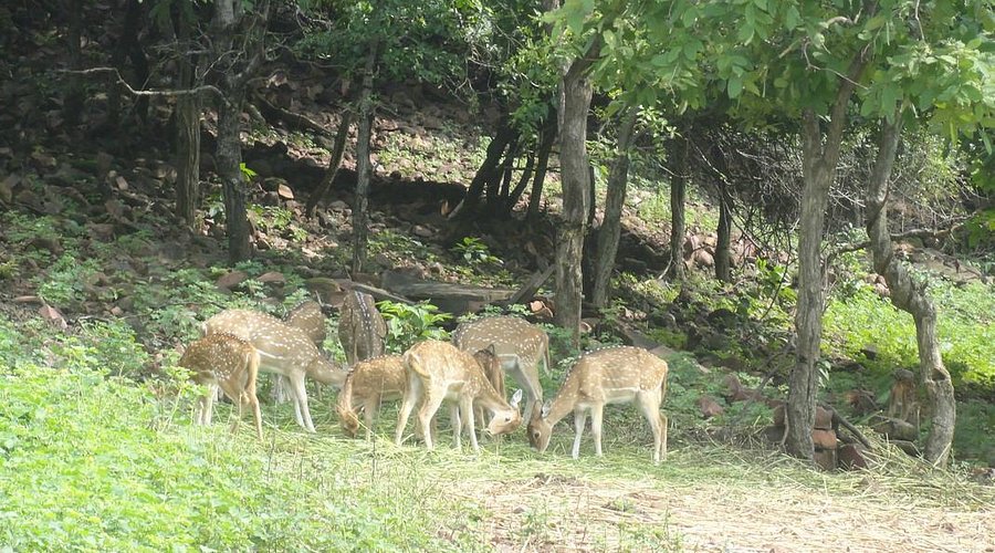 Wildlife sanctuary in Bhopal, home to tigers, deer, and birds.