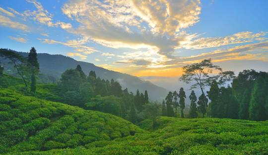 It's a home to several renowned tea gardens