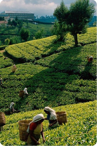 It is very much famous for its lush green tea leaves.