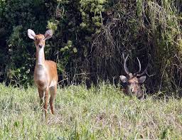A place where all kinds of animals reside in Imphal.