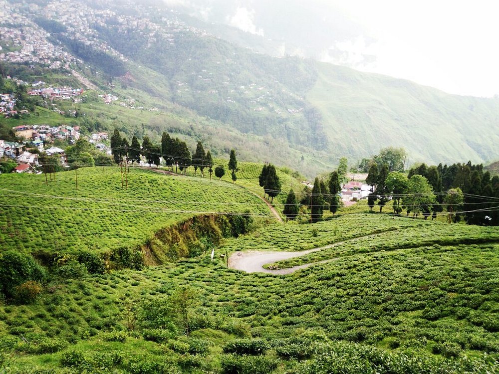 It is one of the oldest and most famous tea-state.