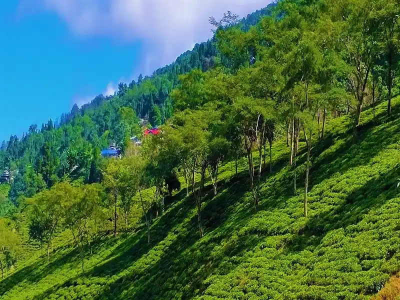 A tea estate with beautiful view