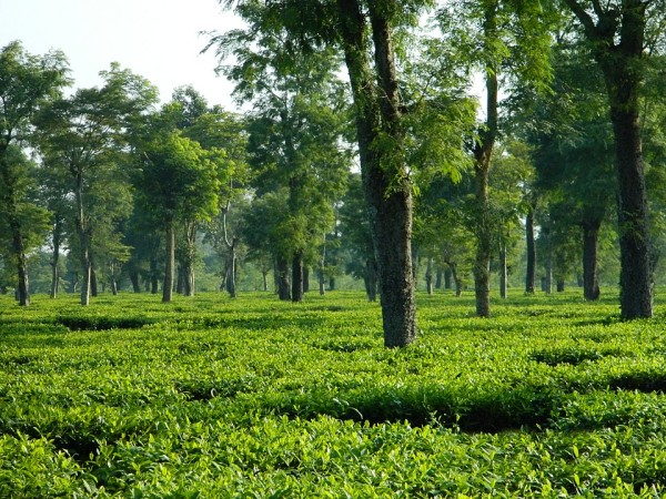 Tea garden all around in Dibrugarh