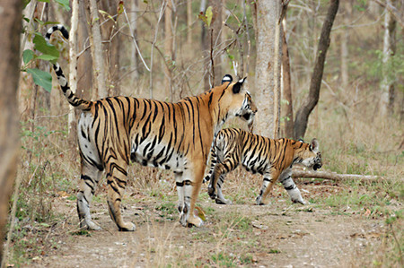 Biodiverse Achanakmar Tiger Reserve near Raipur, home to tigers and rare species.