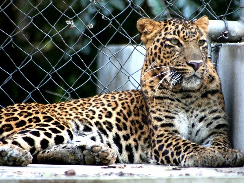 Explore Allen Forest Zoo, one of the best places to visit in Kanpur for wildlife lovers.