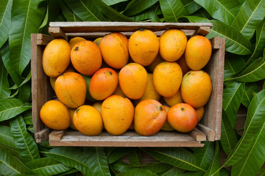 Juicy and golden Ratnagiri Alphonso mangoes, known as the ‘King of Mangoes'.